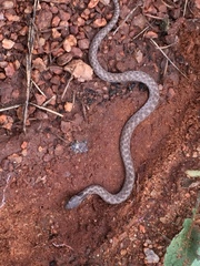 Hypsiglena ochrorhynchus klauberi