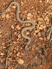 Hypsiglena ochrorhynchus klauberi