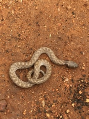 Hypsiglena ochrorhynchus klauberi