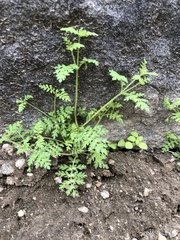 Eucrypta chrysanthemifolia bipinnatifida