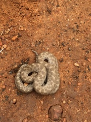 Hypsiglena ochrorhynchus klauberi