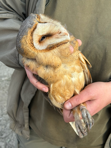 Dark-breasted Barn Owl