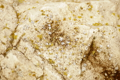 Lecanora polytropa