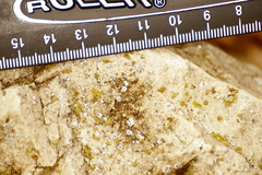 Lecanora polytropa