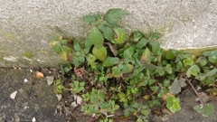 Parietaria