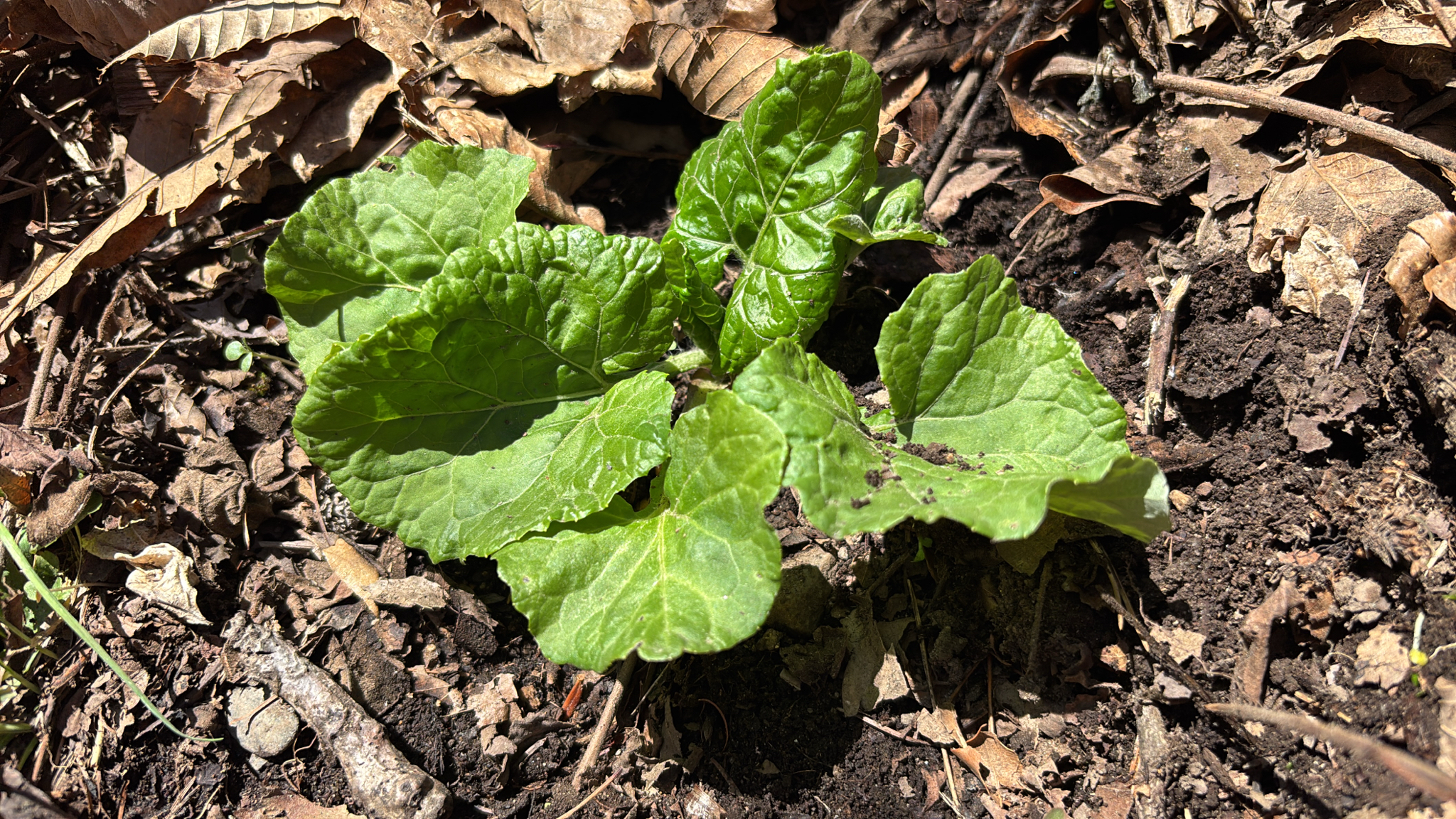 Imagem de Adenocaulon himalaicum