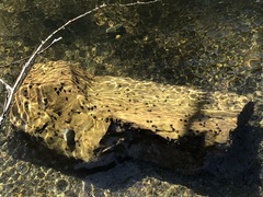 Glossosomatidae