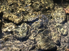Glossosomatidae