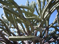 Myrtillocactus geometrizans