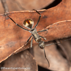Polyrhachis brisbanensis