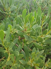 Myoporum insulare