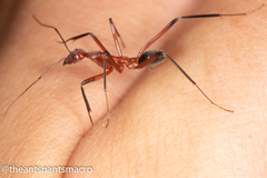 Leptomyrmex tibialis