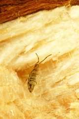 Entomobrya nivalis