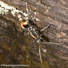 Polyrhachis brisbanensis