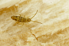 Entomobrya nivalis