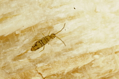 Entomobrya nivalis