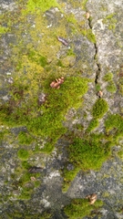 Tortula muralis