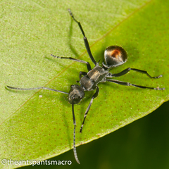 Polyrhachis brisbanensis
