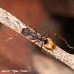 Dolichoderus extensispinus