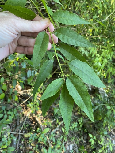 Monococcus echinophorus observed 2026-04-12