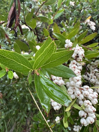 Gaultheria appressa observed 2026-04-12
