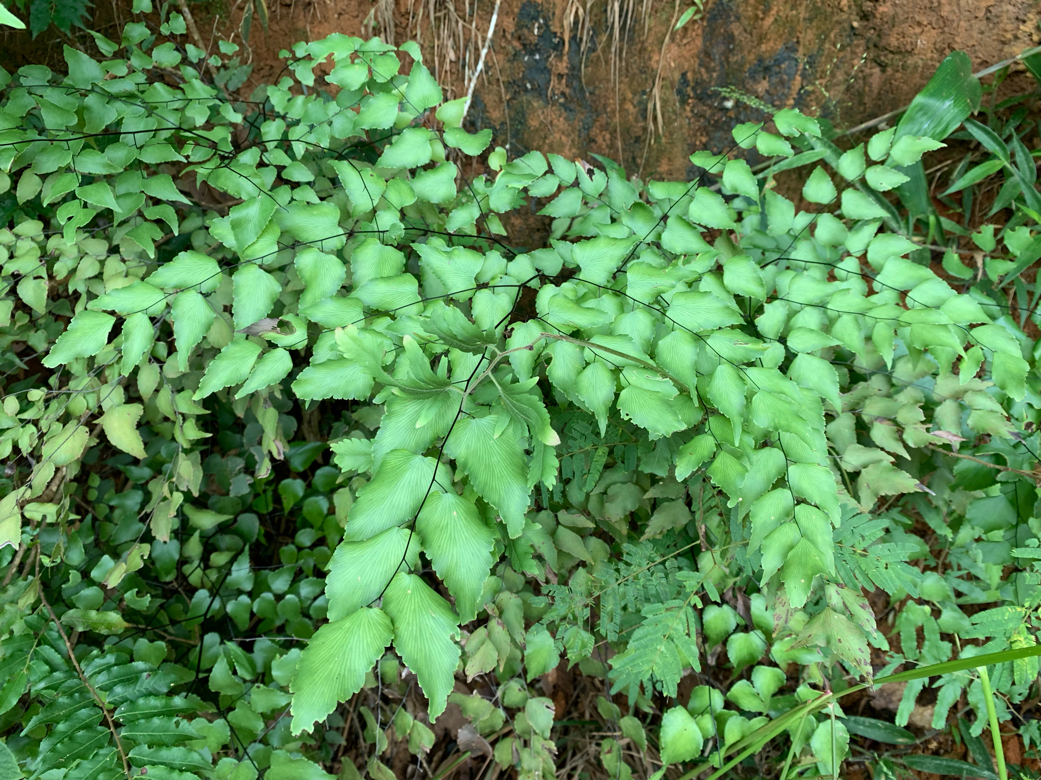 Adiantum subcordatum