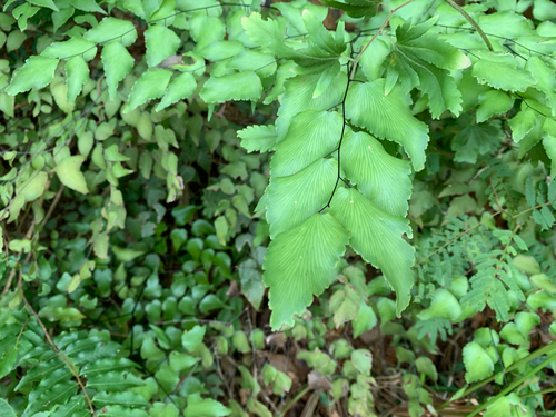 Adiantum subcordatum, photograph 1
