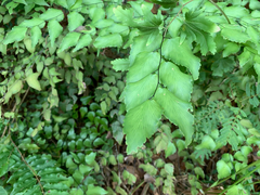 (c) Gabriel Jovêncio Ribeiro, some rights reserved (CC BY) Adiantum subcordatum, photograph (c) Gabriel Jovêncio Ribeiro, some rights reserved (CC BY)
