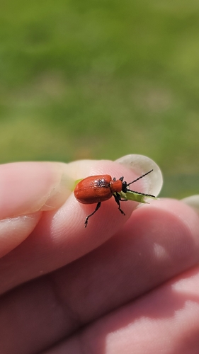 Lily Leaf Beetle