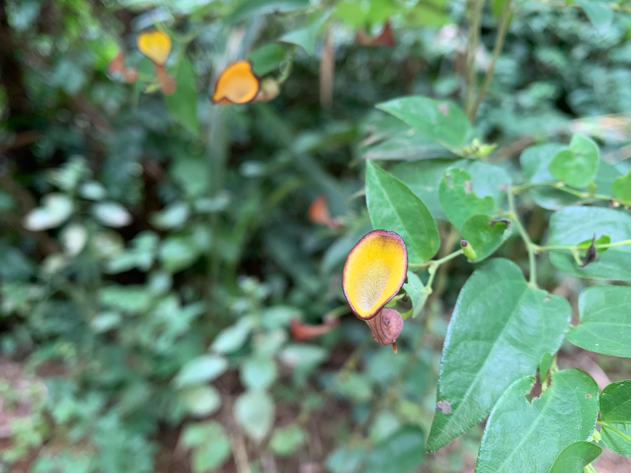 Aristolochia nevesarmondiana