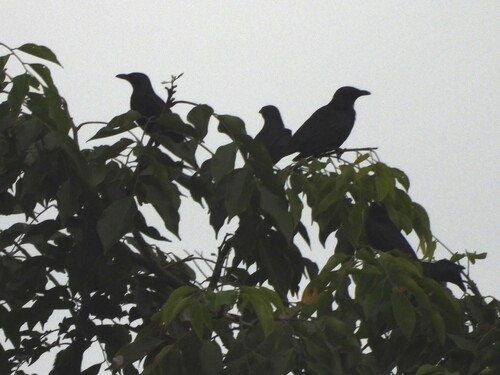 Metallic Starling (Aplonis metallica), photo 4