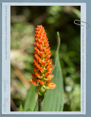 Elleanthus hymenophorus