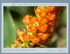 Elleanthus hymenophorus