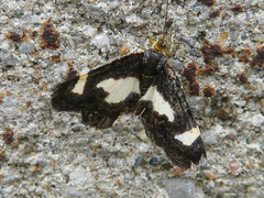 Heliomata cycladata
