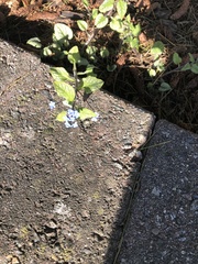 Pentaglottis sempervirens