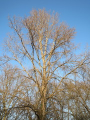 Populus × canadensis