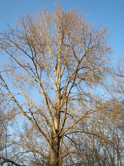 Populus × canadensis