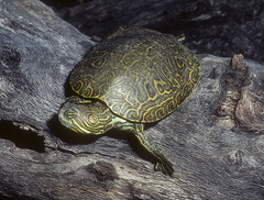 Trachemys gaigeae