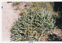 Bupleurum gibraltaricum