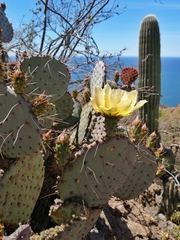 Opuntia gosseliniana