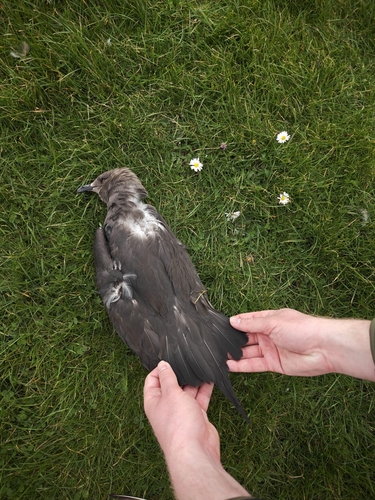 Parasitic Jaeger, 8751 TH Zurich, Netherlands, photo 9 of 10