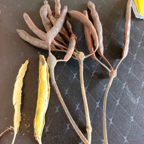 African locust bean