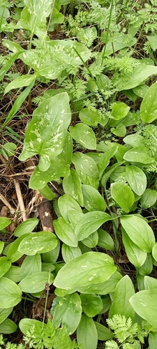 Oriental arum (Arum orientale)