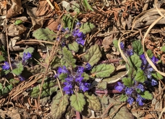 Ajuga decumbens, photograph mami_t_t, CC BY, iNaturalist via GBIF