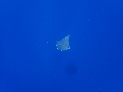 Spinetail Devil Ray