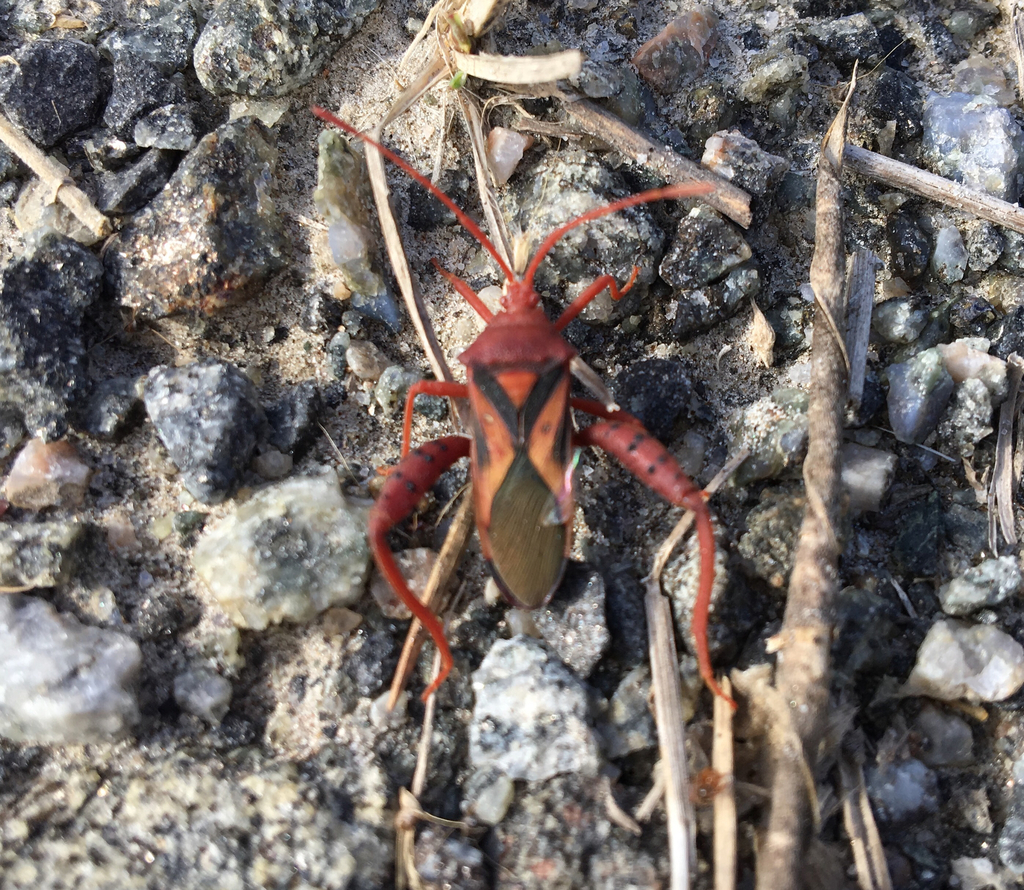 Crinocerus