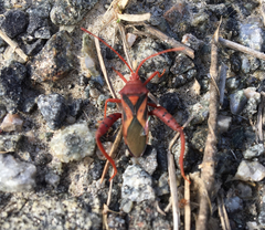 Crinocerus sanctus