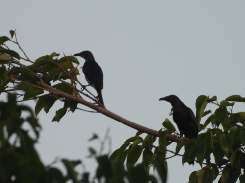 Metallic Starling (Aplonis metallica), photo 6