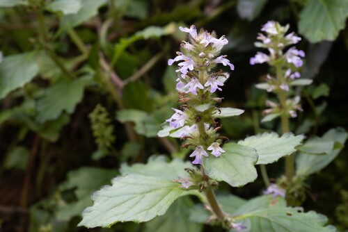 Ajuga dictyocarpa