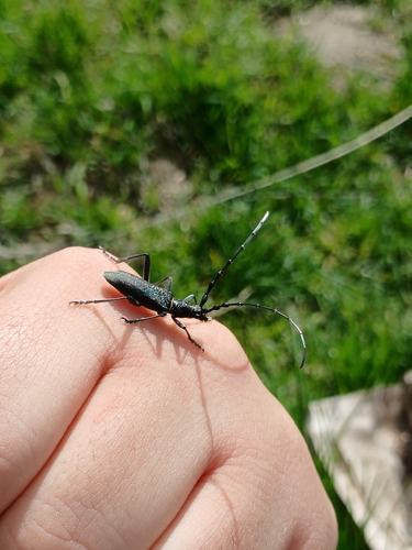 Capricorn beetle